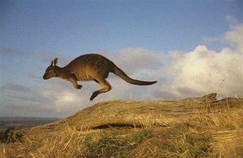 kangaroo 