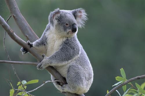 Koala 