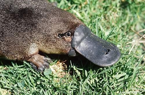 platypus 